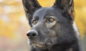 “黑狼”被选定为中国警犬LOGO形象犬